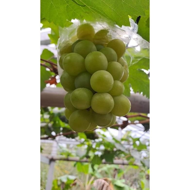 

BIBIT ANGGUR IMPORT TAMAKI MANIS, WANGI, MUDAH DI BUAHKAN