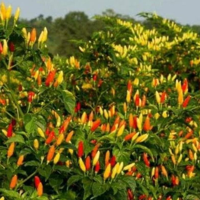 Promo Cod Benih Bibit Cabai Rawit Aura Ori 212 Biji Cabe Ori Aura 212 ,