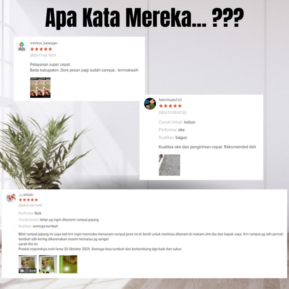 Promo Cod Benih Rumput Jepang Rumput Taman Rumput Lapangan Golf Rumput Lapangan Bola Rumput Kuburan 