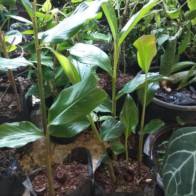 baru tanaman combrang/kecombrang