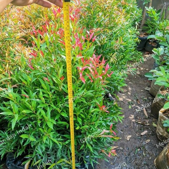 baru Tanaman PUCUK MERAH BESAR sudah rimbun banget, pucuk merah