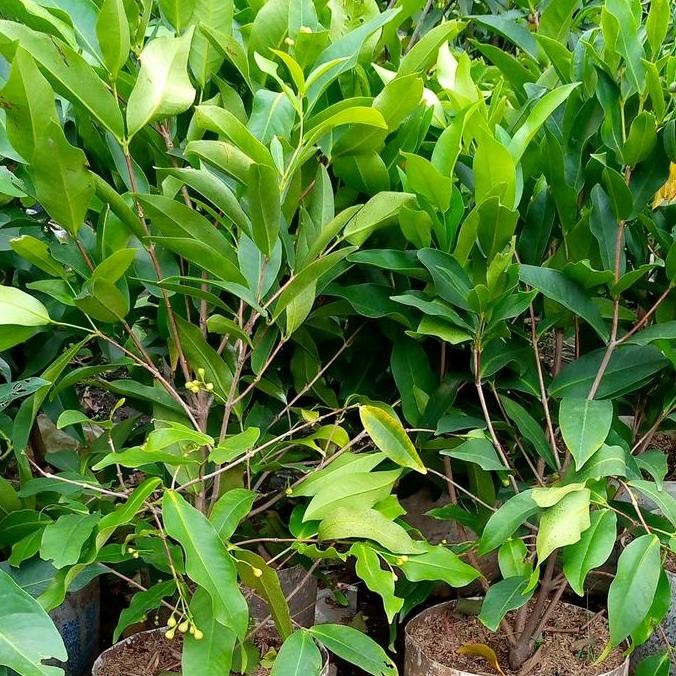 baru pohon jambu air madu deli,sudah berbunga siap berbuah/jambu air merah