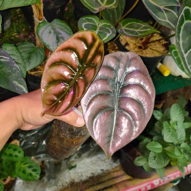 baru Alocasia Red Secret / Cuprea Philipina