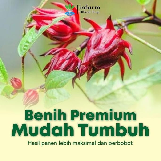 BENIH BUNGA ROSELLA INFARM BIBIT BUNGA ROSELA BENIH KENYAL SEGAR