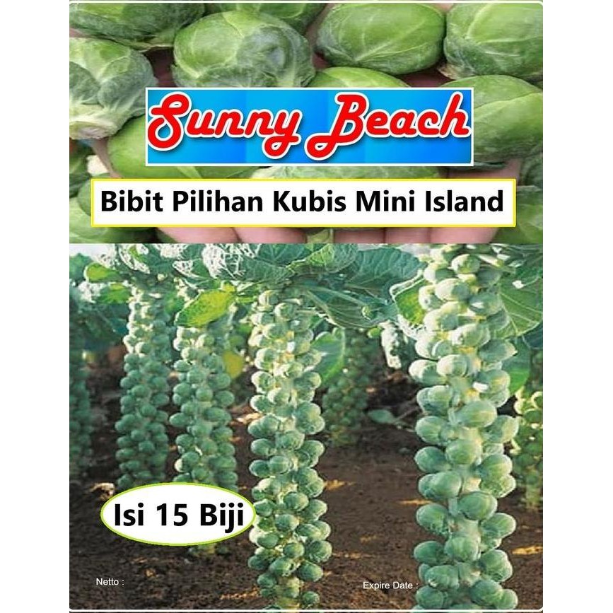 BIBIT PILIHAN KUBIS MINI ISLAND |BIJI BENIH KOL MINI|BIJI BIBIT KUBIS