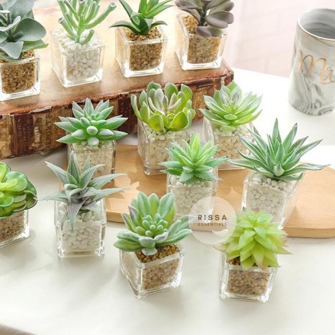 

[RISSA] Mini Kaktus Palsu Pot Transparan Cactus Kecil Tanaman Palsu Dekorasi Tanaman Bunga Sintetis Prop Foto Layout Foto Studio Properti Foto Rissa Essentials