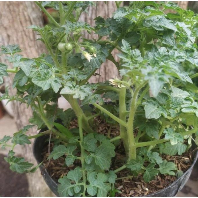 

tanaman tomat cerry + pot