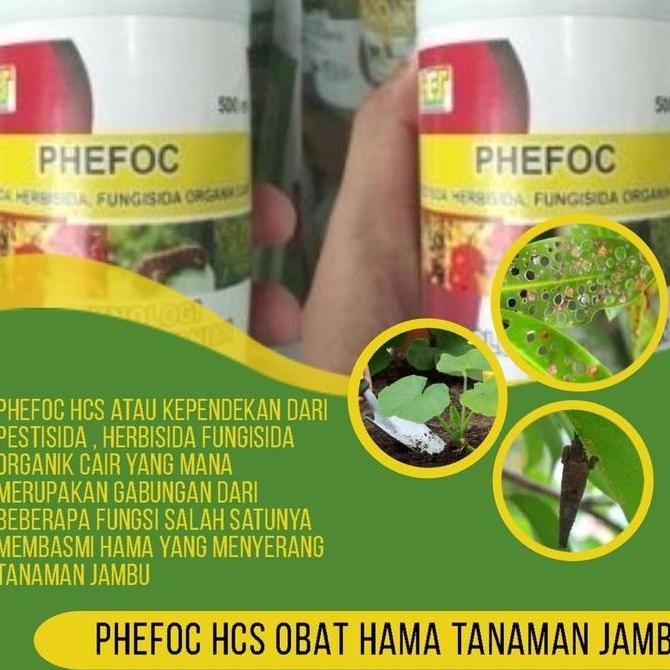 obat hama tanaman jambu-Obat hama daun jambu air-PHEFOC ASLI PALING