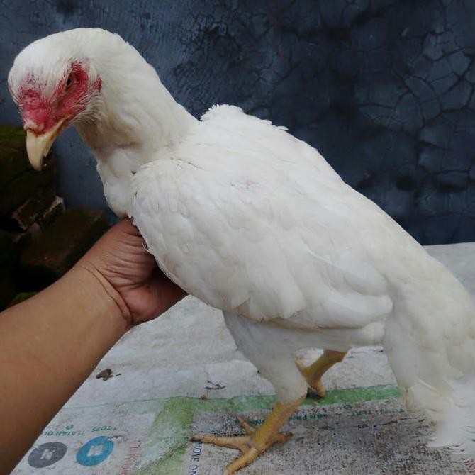 

Ayam Biang Plucker White Dragon Ori Pakai Segel Sayap Tulangan Tebal Co