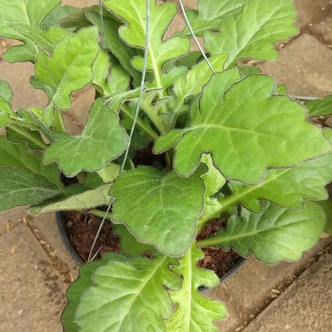 fresh Tanaman daun dewa/tanaman herbal daun dewa murah