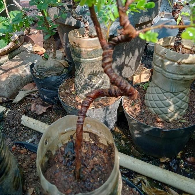 fresh Bonsai asem jawa meliuk ekstrem Alami murah