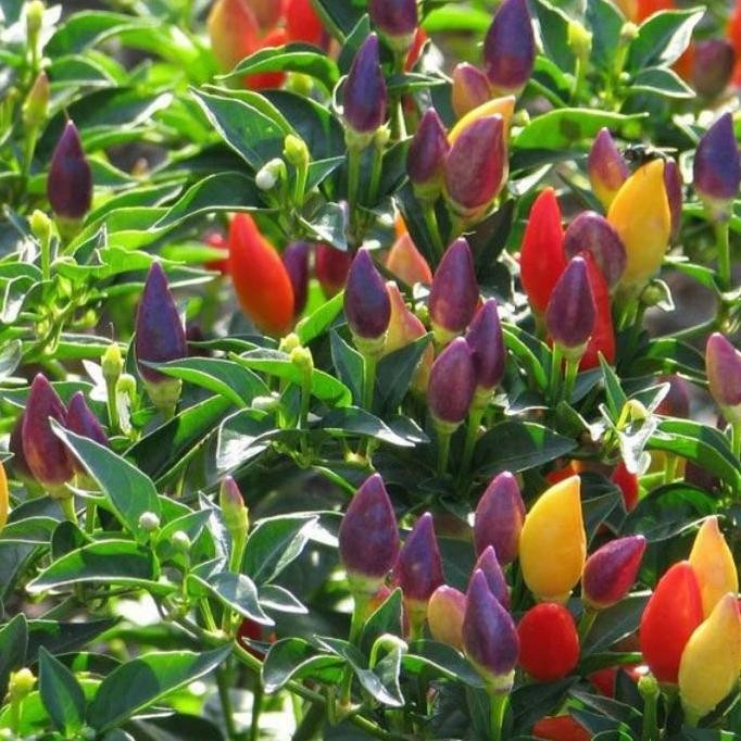 

fresh tanaman cabe pelangi berbuah murah