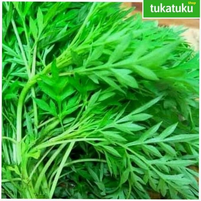 

SAYUR DAUN KENIKIR SEGAR PER IKAT