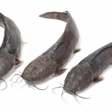 

Ikan Lele Segar 1 Kg - Pos Sayur Palembang