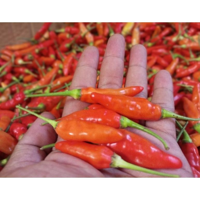 

cabe rawit merah ORI / cabai rawit merah 500 gr super