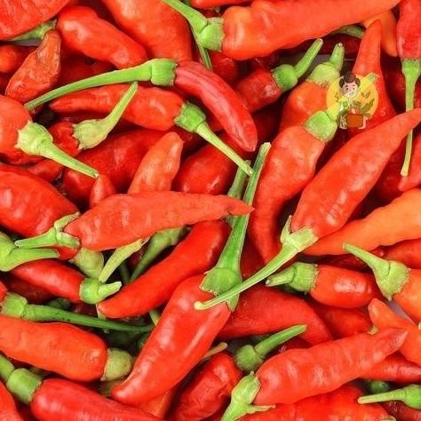 

Cabai Rawit Merah / Cabe Rawit Merah 100gr