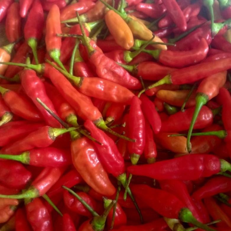 

Cabe Rawit Fresh