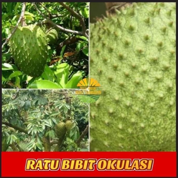 Bibit sirsak madu jumbo super AMMF SUPER
