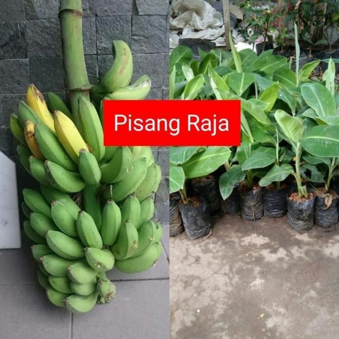bibit pisang raja super AMMF SUPER