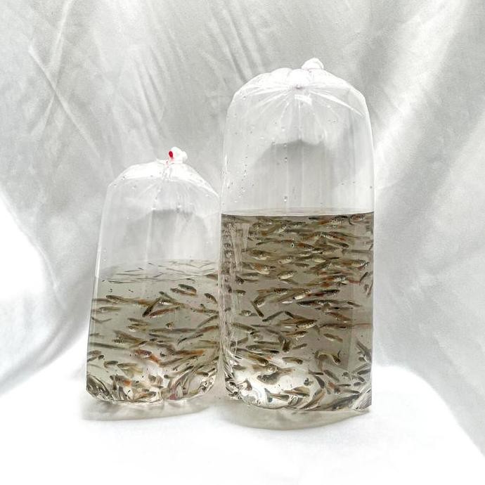 New* Ikan Cere Hidup Pakan Hidup Predator / Ikan Hias / Ikan Air Tawar .