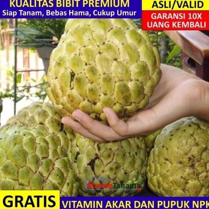OBRAL Bibit Srikaya Jumbo Asli Bergaransi, Pohon Buah Cangkok ATZX