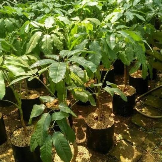 ready Tanaman Walisongo daun besar - pohon Walisongo 1mtr