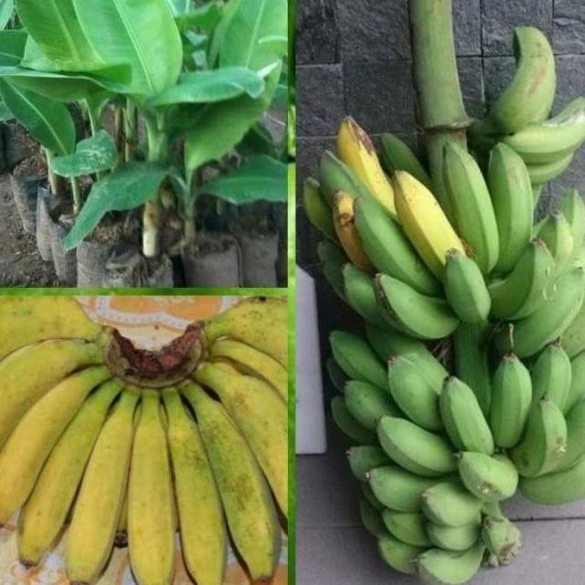Bibit Pohon Pisang Raja Bulu Raja Cere ATV