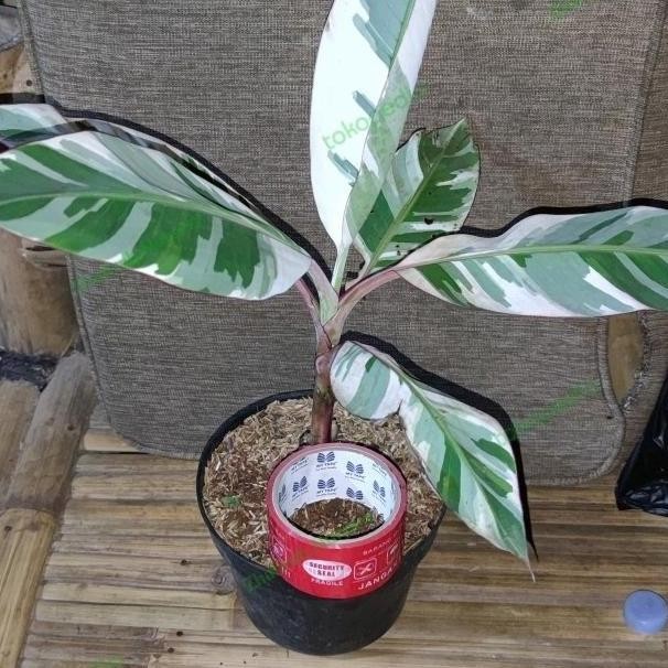 bibit pisang variegata musae ATV