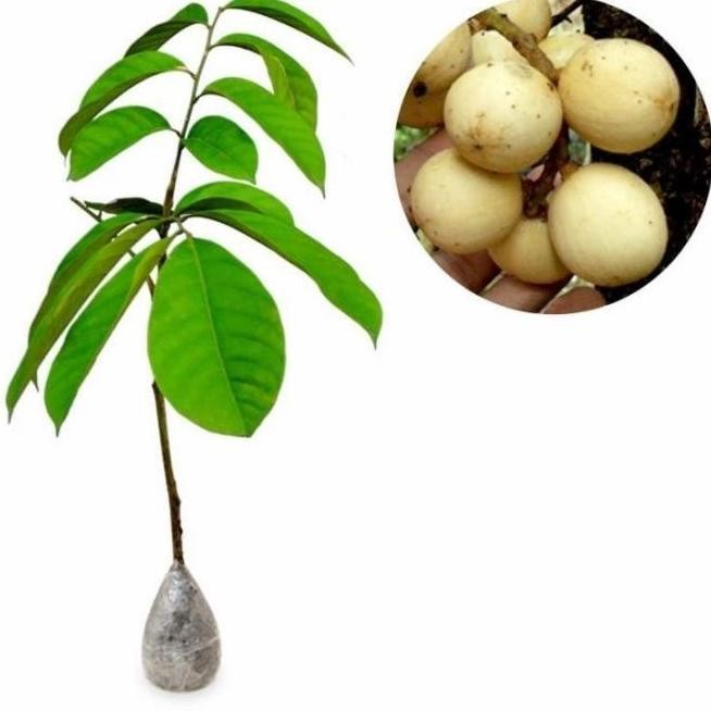 Bibit Tanaman Buah Duku Tanpa Biji / Duku thailand / Dukong 1 meteran ATZ