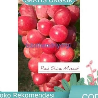 

COD BIBIT TANAMAN BUAH ANGGUR IMPORT RED SHINE MUSCAT GRAFTING ASLI ATZ