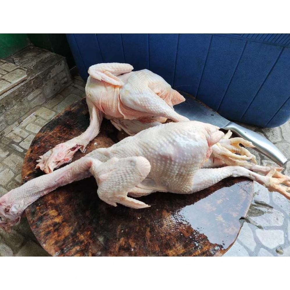 

Ayam Kampung Muda Frozen 1Kg | Halal & Segar Premium Bekasi Original