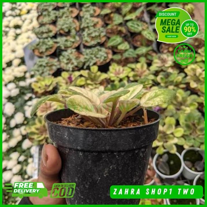 TANAMAN HIAS DAUN VIOLCES VARIEGATA SUDAH BERAKAR REKOMENDASI BEST PRODUK 