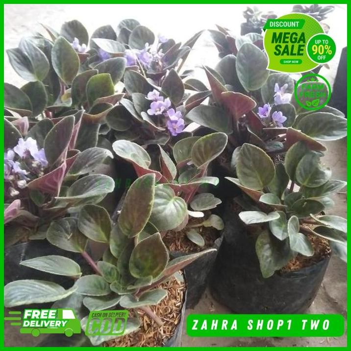 VIOLCES 9 POHON TANAMAN VIOLCES (ADA VARIGATANYA) PAKET 9 POHON BAIK TERJAMIN BEST 