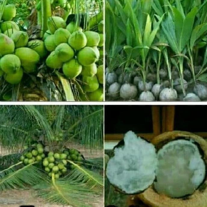 paket 3 bibit kelapa genjah entok, kopyor, wulung, gading, hibrida