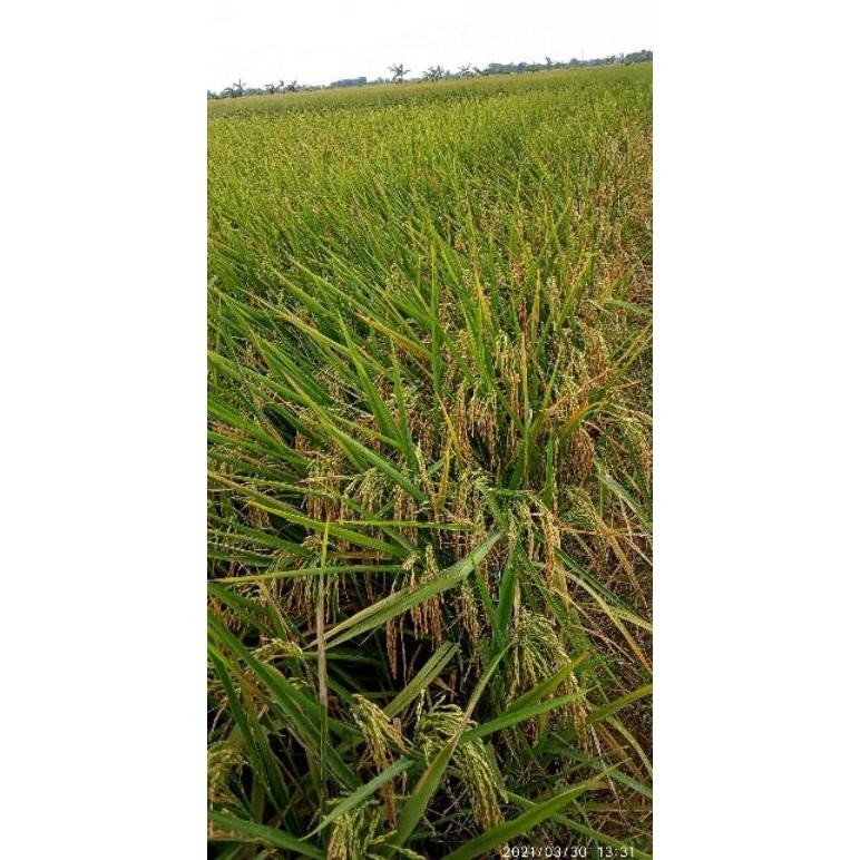 benih padi unggul cibatu 06 original