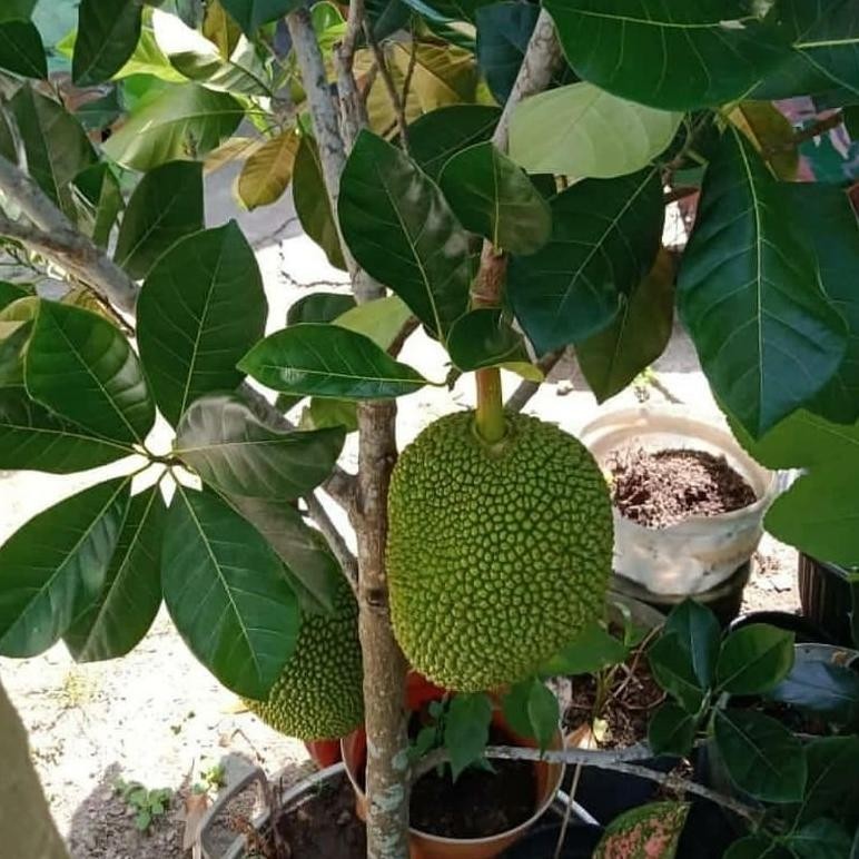 Bibit Nangka Merah Tinggi 1 Meter Batang Besar Siap Berbuah