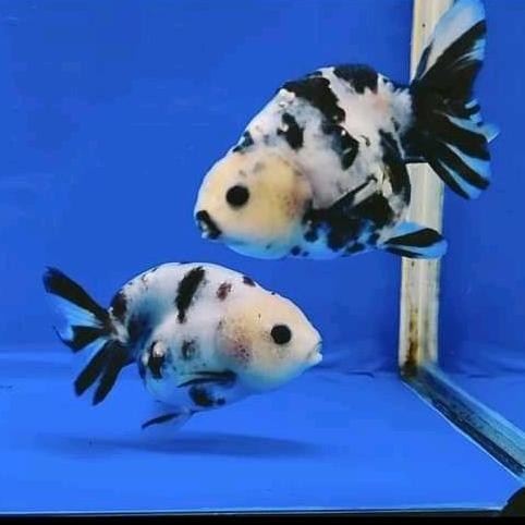 Ikan Koki Ranchu Sapi 10Cm Hiasan Aquarium Aquascape