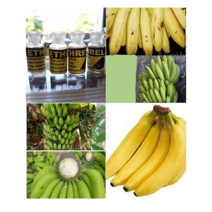 Ethrel Pemasak/Pematang Pisang/Pepaya/Buah Naga