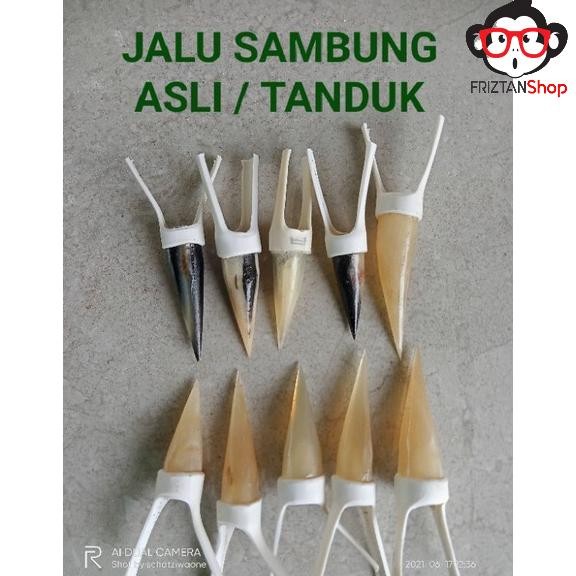 Jalu Sambung Ayam Aduan - Jalu Ayam Bangkok Berkualitas AST