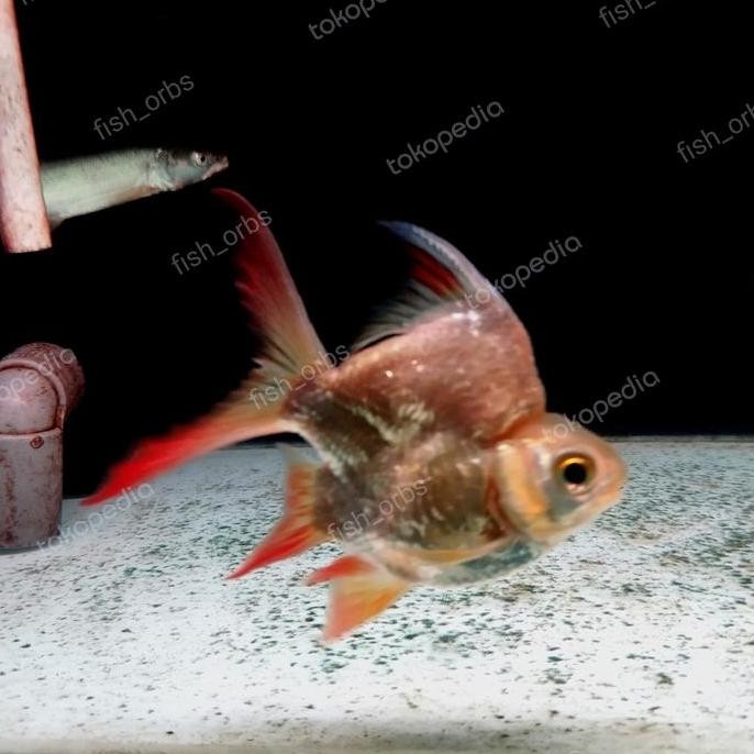 Hiasan Aquarium Kaviat Sb King Aa