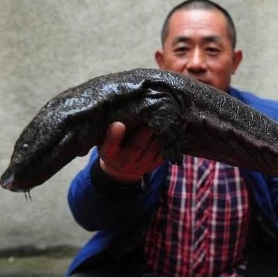 Hiasan Aquarium Chinese Giant Salamander