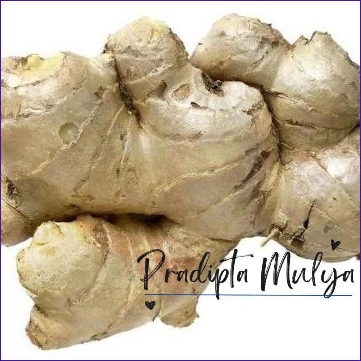 

Paling Murah.! Jahe Gajah Size Besar / Rempah Kemasan 1 Kg