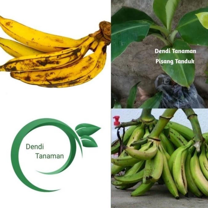 Bibit Pohon Pisang Tanduk / Buah Pisang Tanduk MMZ