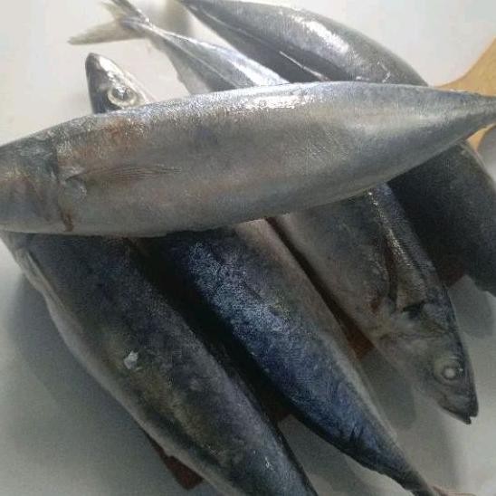 

Original Ikan Layang Jumbo 3-5 Ekor/Kg 1 Kg Pal Merah - Jak Bar Se-7