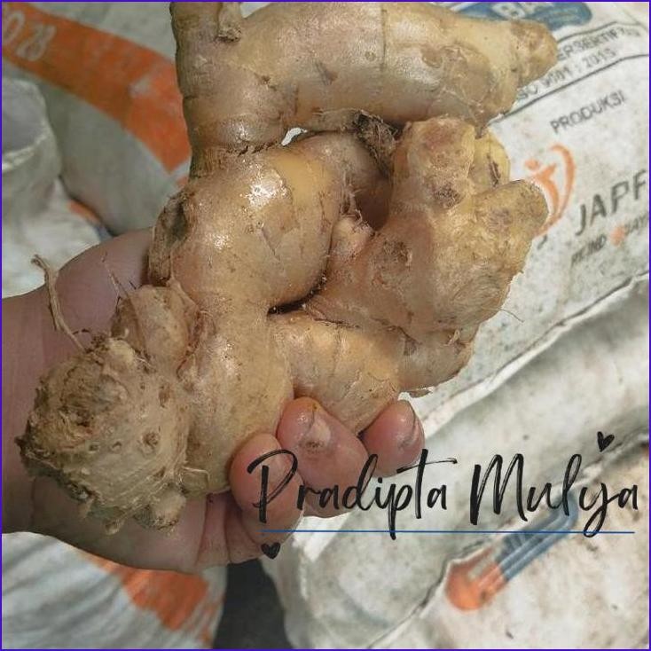 

Masih Ready Jahe Putih Bersih Segar Dicuci 1 Kg - Herbal Spices - Pedas, Rempah, Powder
