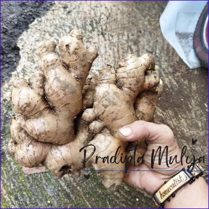 

Terbaru..!! Jahe Gajah Segar 1Kg Bumbu Bahan Masakan