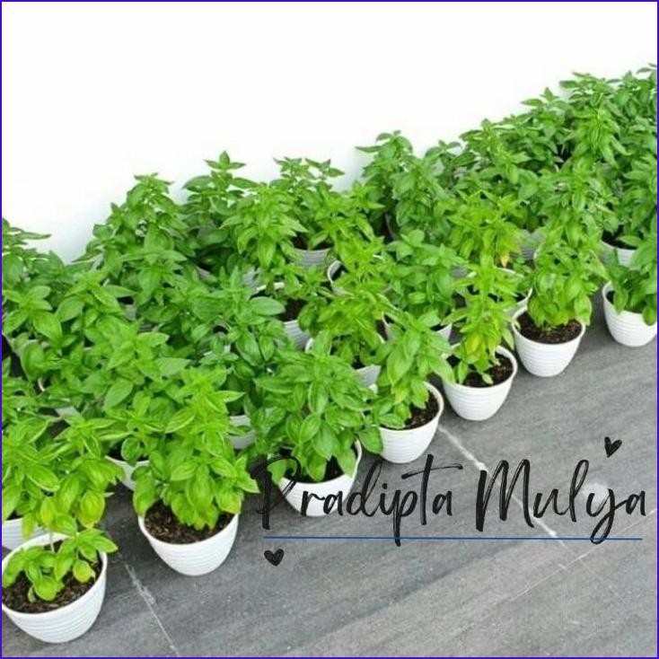 

Murah..!! Tanaman Bumbu Dapur Basil Italian + Pot Putih