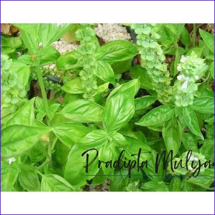 

Stok Ready.! Daun Basil Organik / Sweet Basil (Fresh Pack) 100Gr
