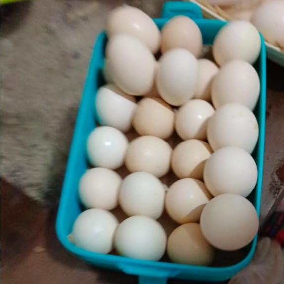 

TELUR AYAM KAMPUNG ARAB ASLI KANDUNGAN GIZI TINGGI