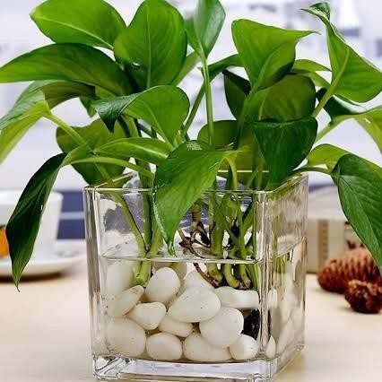 Vas Kaca Kotak Bening Pot Kaca Persegi Aesthetic Vas Bunga Estetik Vas Kaca Vas Kaca Bening Vas Hopo